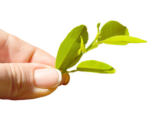 The female hand holds a branch with leaflets
