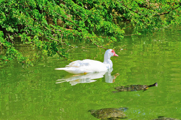 duck and turtles in a green pond