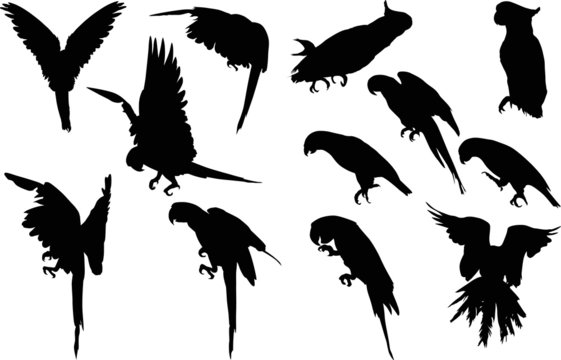 twelve black macaw silhouettes collection