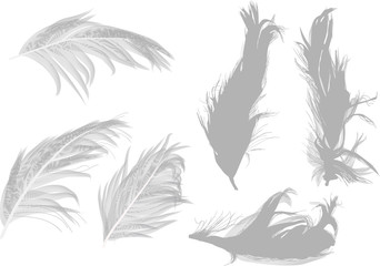 six grey feathers isolated on white