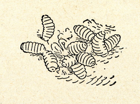 Larvae of botfly in horse's stomach