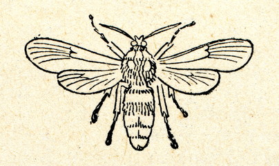 Hornet moth (Sesia apiformis)