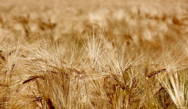 Champs de c&eacute;r&eacute;ales