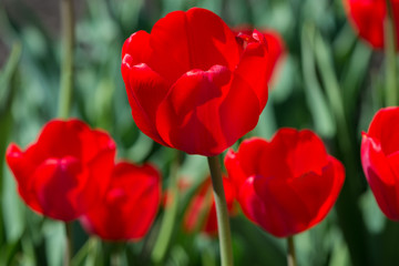 Red tulips