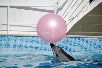 Дельфин и мяч