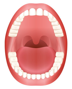 Teeth - open adult mouth model with upper and lower jaw and its thirty-six permanent teeth. Abstract isolated vector illustration on white background.