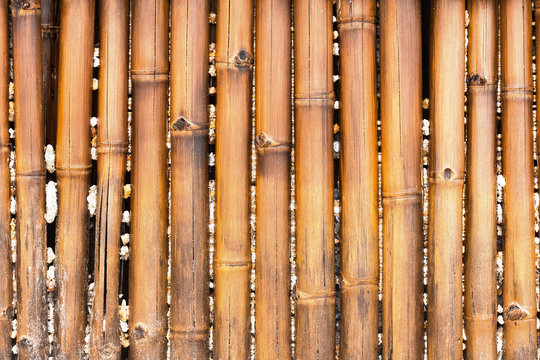 Sand, shells and corals are caught between the old bamboo branches. Old wet bamboo wall for background