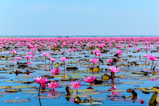 Fototapeta Sea of pink lotus in Udon Thani, Thailand