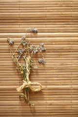 blue flowers macro concept spring background