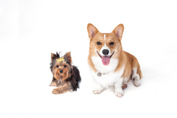 Corgi dog and Yorkshire Terrier dog