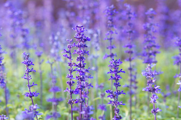 Beautiful spring background with Salvia farinacea Benth.