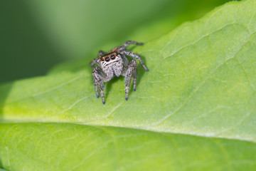 Паук-скакун