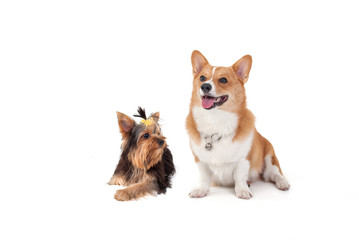 Corgi dog and Yorkshire Terrier dog