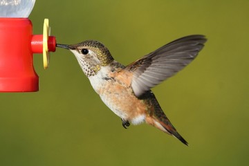 Allens Hummingbird (Selasphorus sasin)