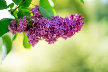 lilac branch