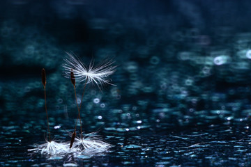macro dandelion fluff