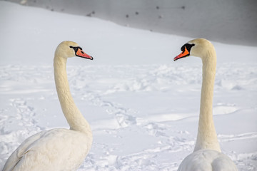 Fototapeta premium Mute Swans In love