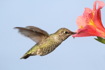 Fototapeta premium Annas Hummingbird (Calypte anna)