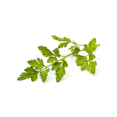 Sprig of fresh green parsley on white background