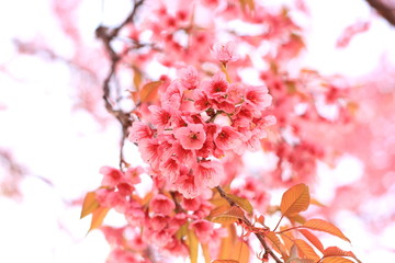 Spring Cherry blossoms
