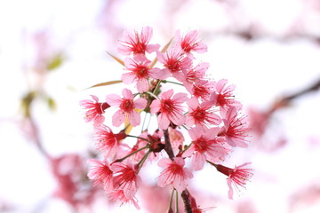 pink cherry flowers blossom on branch against blue sky background