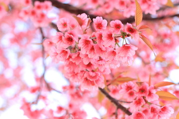 pink cherry flowers blossom on branch against blue sky background