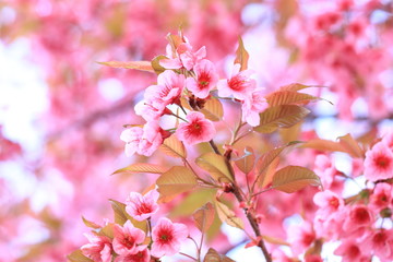 pink cherry flowers blossom on branch against blue sky background