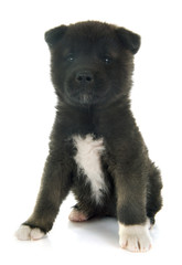 american akita puppy