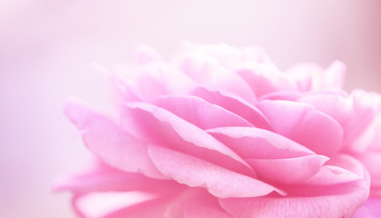 Fototapeta premium delicate rose