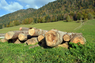 Bois et forêt