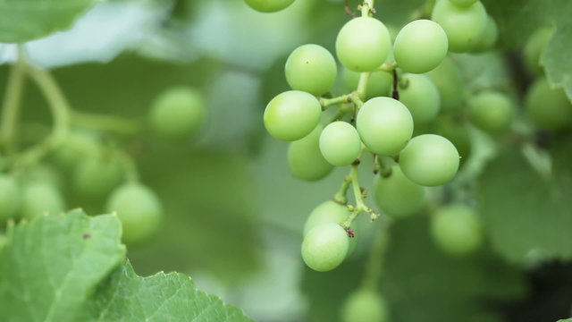 Unripe grapes