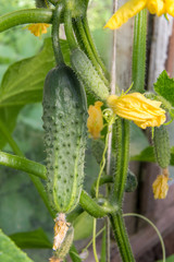 Raw organic cucumber growing on a farm