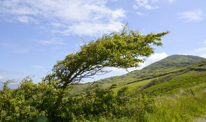 A Tree Bent by the Wind