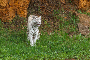 Panthera tigris. Tigre de Bengala blanco, de pie observando.

