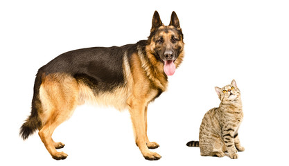 German Shepherd and a curious cat Scottish Straight together