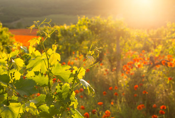 Bright red poppies in a vineyard.