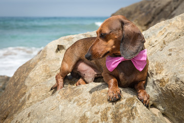 Red dachshund dog on the beach