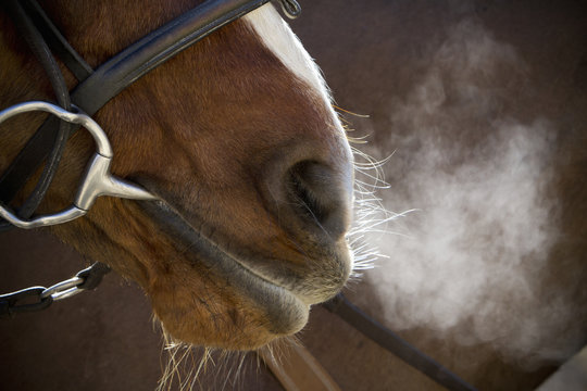 A horse with bridle and bit, breathing heavily after exercise, steam rising in cold air. 