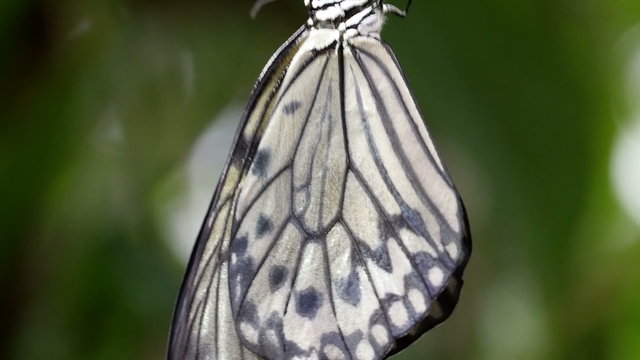 A beautiful white butterfly hanging on a branch. The butterfly is hanging upside down