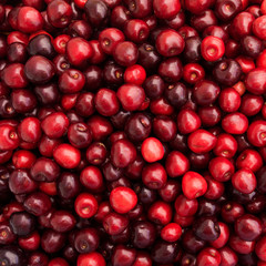 Red Cherries.   Cherry selection.  Background of ripe cherries