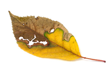 Naklejka premium Dried yellowed autumn leaf with holes