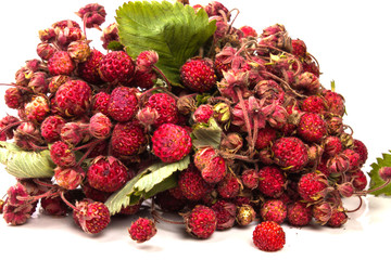 sheaf of dried wild strawberry very close