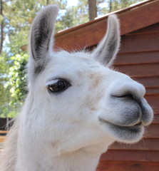 le lama © yannpro