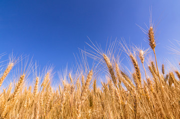 Wheat ears and blue sky.