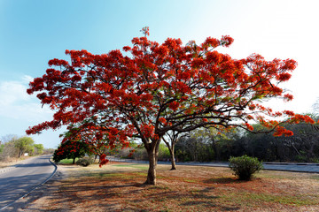 Fototapeta premium Delonix Regia (Flamboyant) tree with blue sky.
