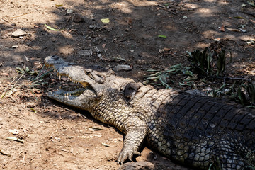 Portrait of a Nile Crocodile