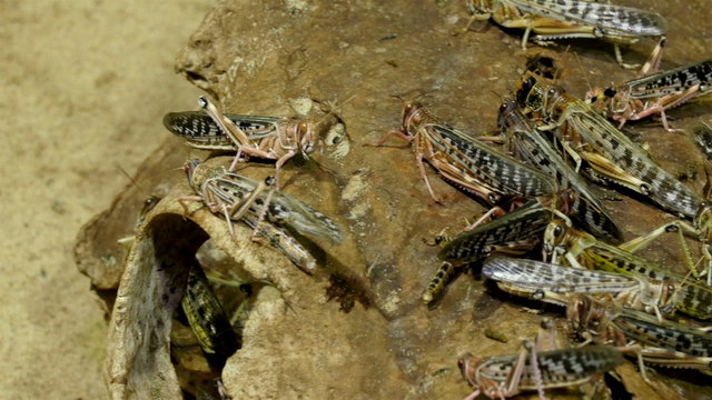 Green and brown grasshoppers are staying on a rooten skull. These grasshoppers are sticking on the rott for a while