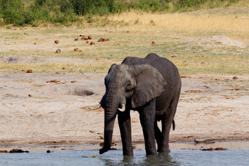 Fototapeta premium herd of African elephants drinking at a muddy waterhole