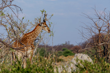 Giraffa camelopardalis in national park, Hwankee