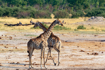 Giraffa camelopardalis in national park, Hwankee